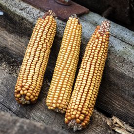 Minnesota 13, Corn Seed